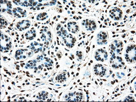 TYRO3 Antibody in Immunohistochemistry (Paraffin) (IHC (P))