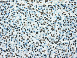 TYRO3 Antibody in Immunohistochemistry (Paraffin) (IHC (P))