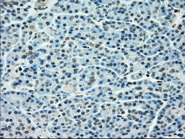 TYRO3 Antibody in Immunohistochemistry (Paraffin) (IHC (P))