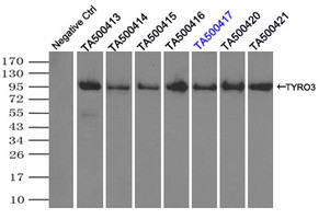 TYRO3 Antibody in Immunoprecipitation (IP)