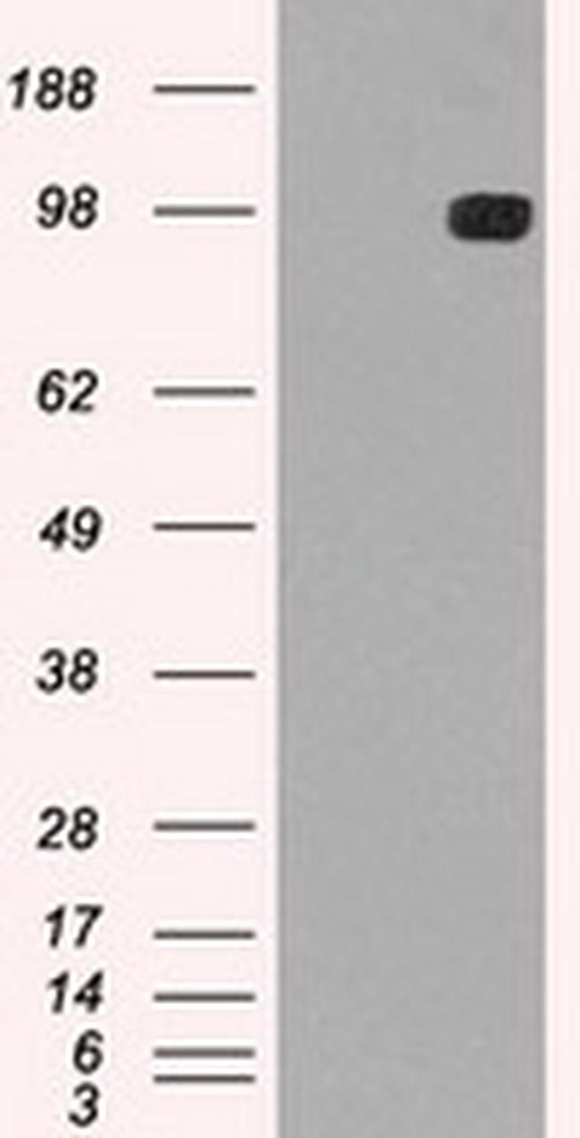 TYRO3 Antibody in Western Blot (WB)