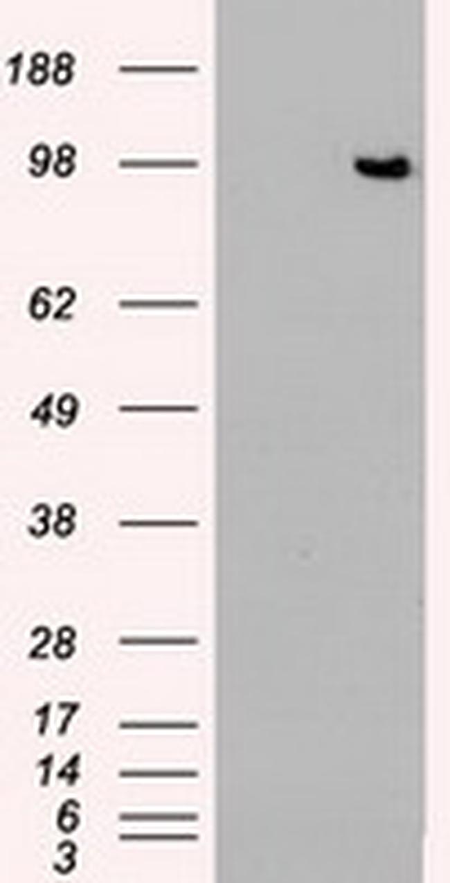 TYRO3 Antibody in Western Blot (WB)