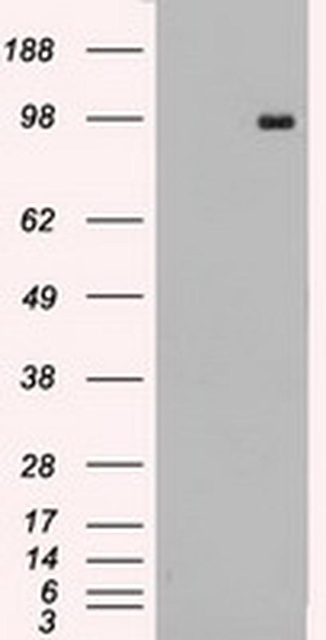 TYRO3 Antibody in Western Blot (WB)