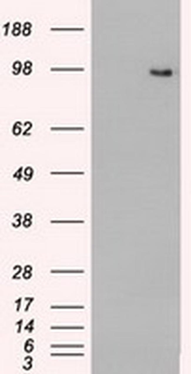 TYRO3 Antibody in Western Blot (WB)