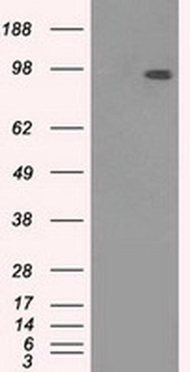 TYRO3 Antibody in Western Blot (WB)