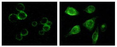 TYRO3 Antibody in Immunocytochemistry (ICC/IF)