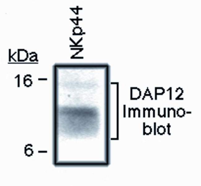 TYROBP Antibody in Western Blot (WB)