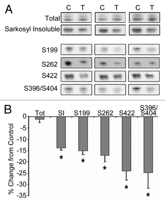 Phospho-Tau (Ser262) Antibody in Western Blot (WB)