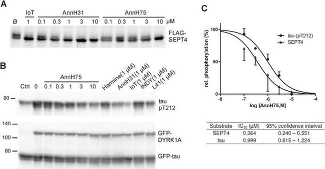 Phospho-Tau (Thr212) Antibody in Western Blot (WB)