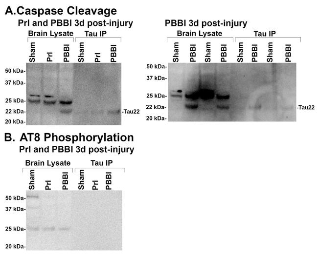 Tau (Cleaved Asp421, Asp422) Antibody in Western Blot (WB)