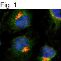 TGN46 Antibody in Immunocytochemistry (ICC/IF)