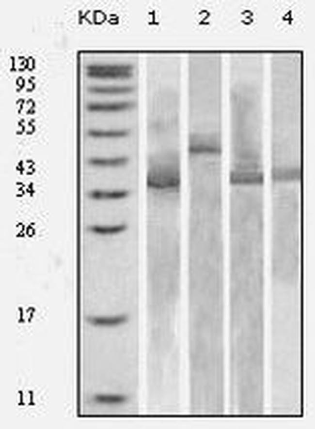 Thioredoxin 1 Antibody in Western Blot (WB)