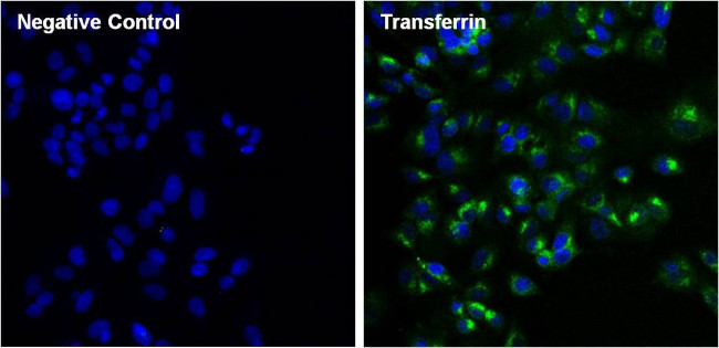 Transferrin Antibody in Immunocytochemistry (ICC/IF)