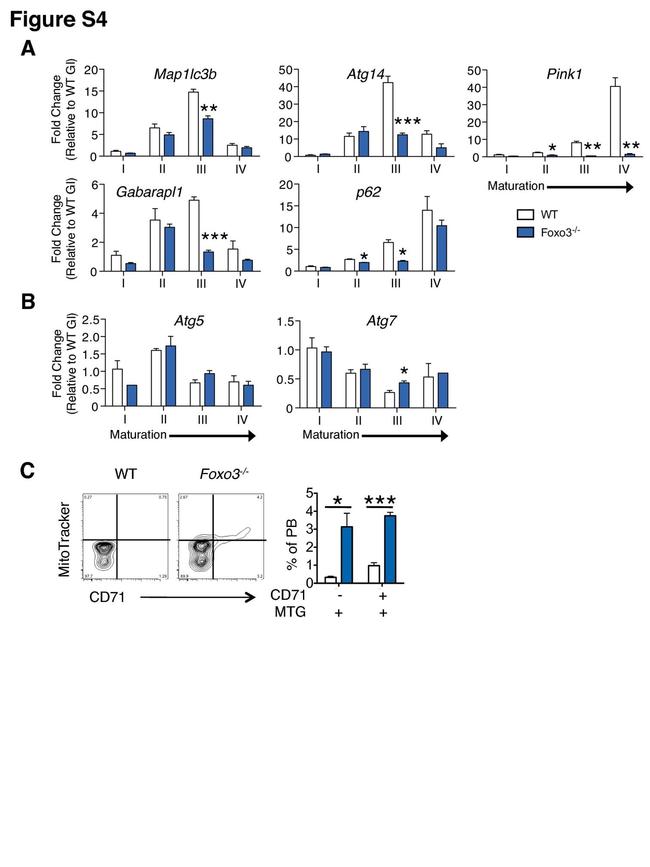 CD71 (Transferrin Receptor) Antibody in Flow Cytometry (Flow)