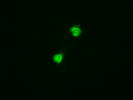 Trim33 Antibody in Immunocytochemistry (ICC/IF)