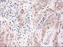 Trim33 Antibody in Immunohistochemistry (Paraffin) (IHC (P))