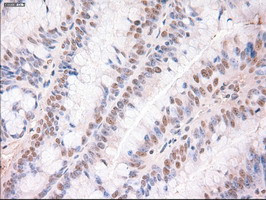 Trim33 Antibody in Immunohistochemistry (Paraffin) (IHC (P))