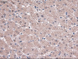 Trim33 Antibody in Immunohistochemistry (Paraffin) (IHC (P))