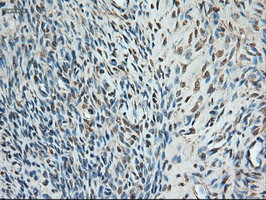 Trim33 Antibody in Immunohistochemistry (Paraffin) (IHC (P))