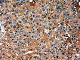 Trim33 Antibody in Immunohistochemistry (Paraffin) (IHC (P))