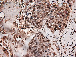 Trim33 Antibody in Immunohistochemistry (Paraffin) (IHC (P))