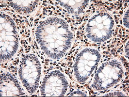 Trim33 Antibody in Immunohistochemistry (Paraffin) (IHC (P))