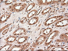 Trim33 Antibody in Immunohistochemistry (Paraffin) (IHC (P))