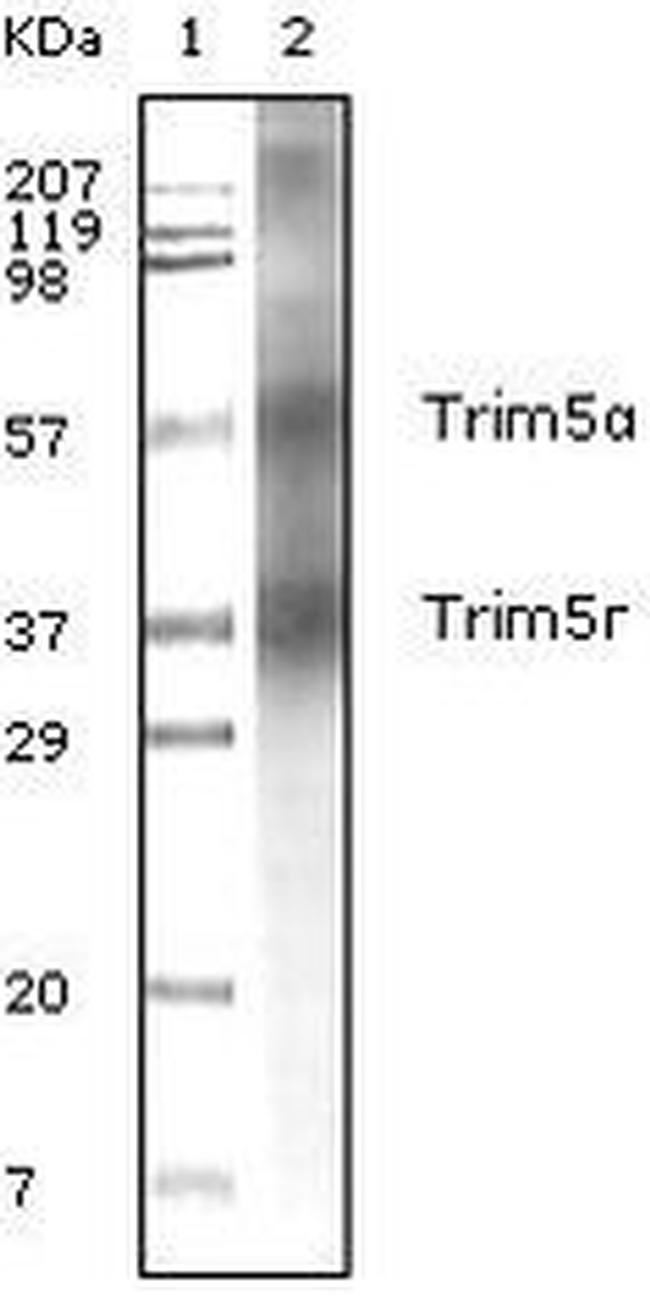 TRIM5 alpha Antibody in Western Blot (WB)