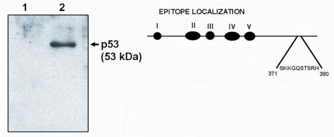 p53 Antibody in Western Blot (WB)