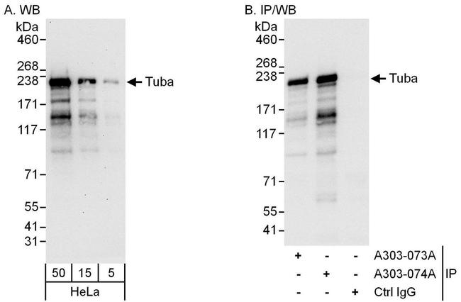 Tuba Antibody in Western Blot (WB)