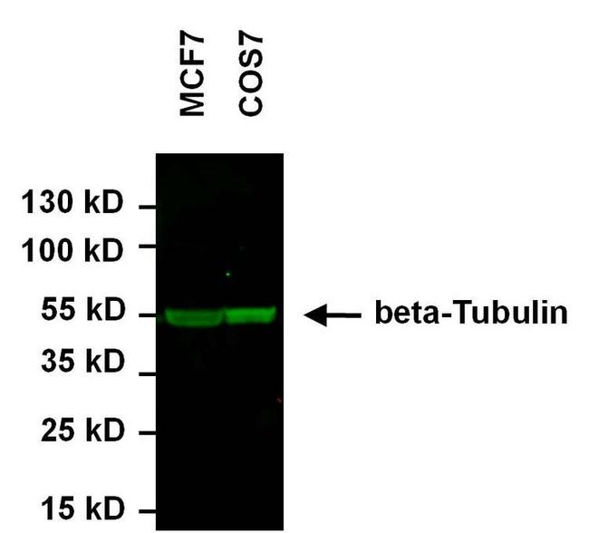 beta Tubulin Loading Control Antibody in Western Blot (WB)