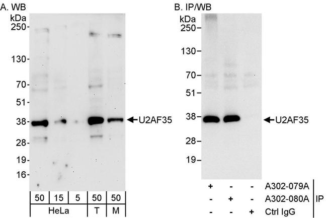 U2AF35 Antibody in Western Blot (WB)