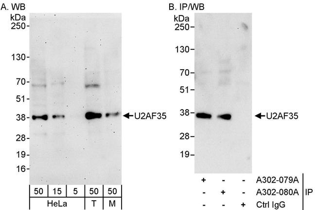 U2AF35 Antibody in Western Blot (WB)