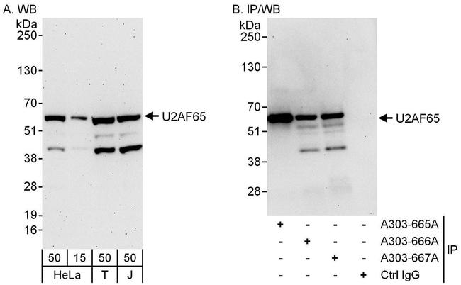 U2AF65 Antibody in Western Blot (WB)