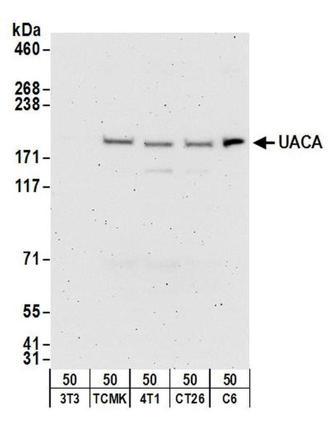 UACA Antibody in Western Blot (WB)