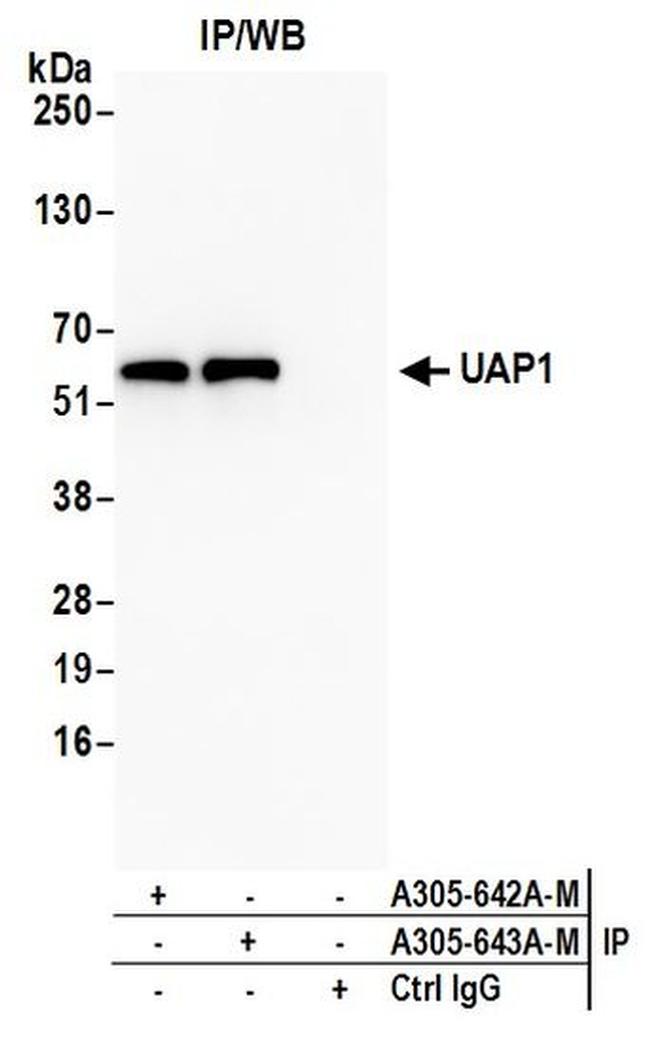 UAP1 Antibody in Western Blot (WB)