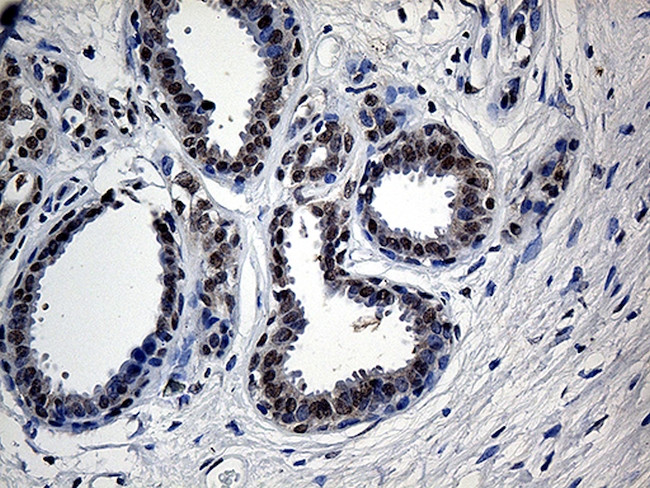 UBA3 Antibody in Immunohistochemistry (Paraffin) (IHC (P))