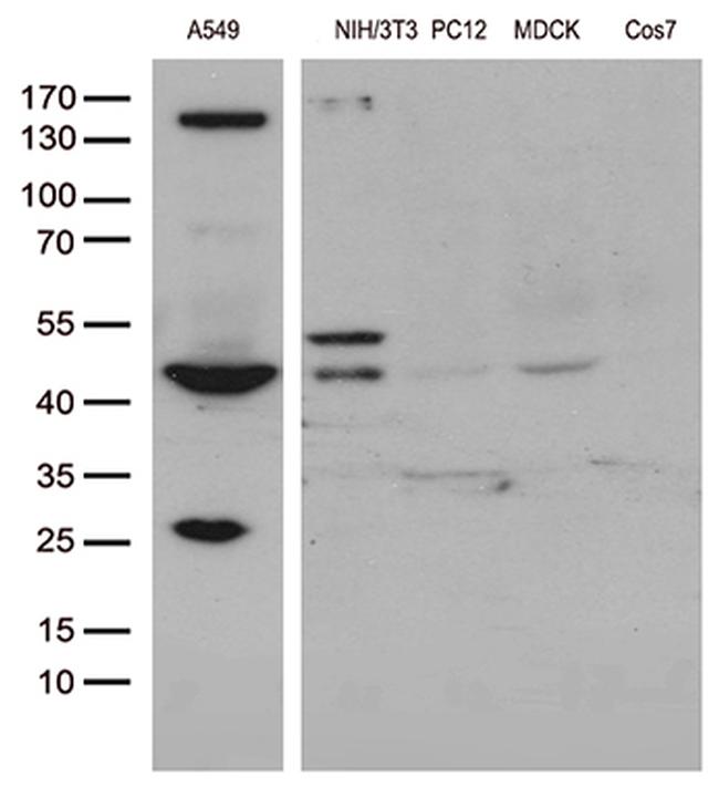 UBA3 Antibody in Western Blot (WB)