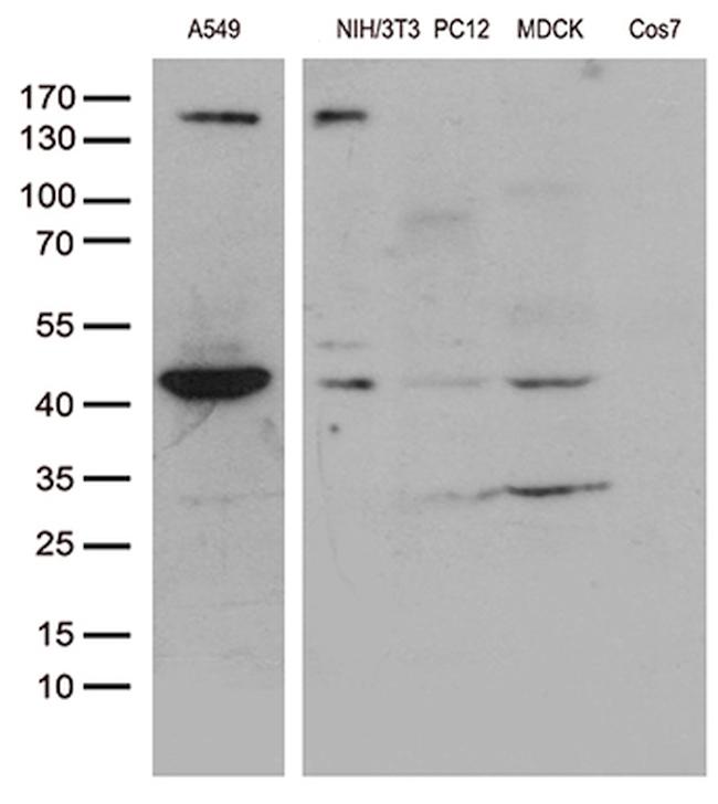 UBA3 Antibody in Western Blot (WB)