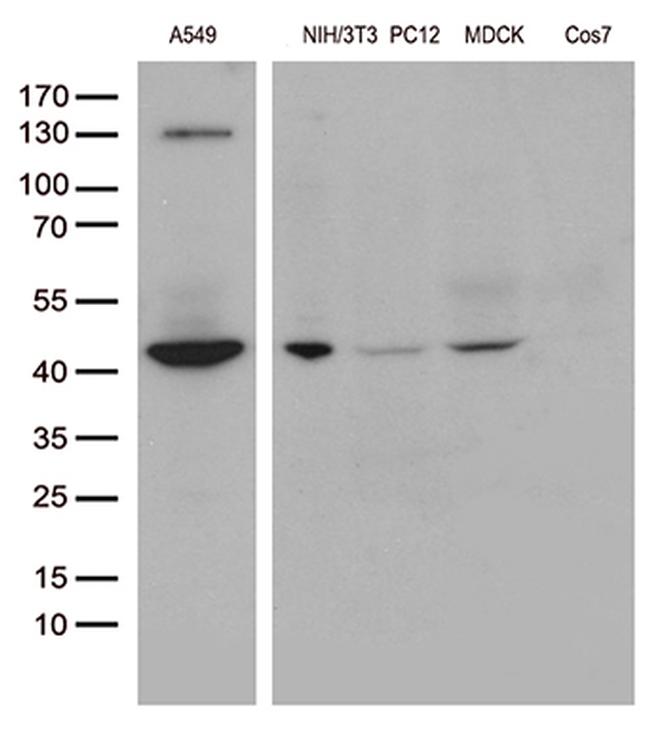 UBA3 Antibody in Western Blot (WB)