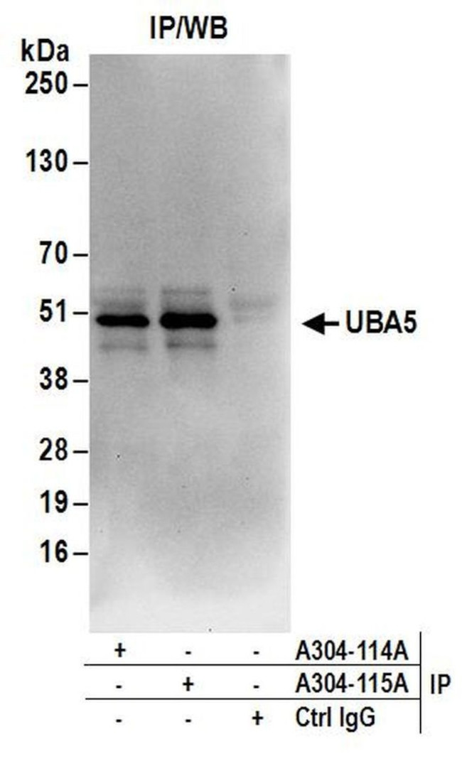 UBA5 Antibody in Immunoprecipitation (IP)