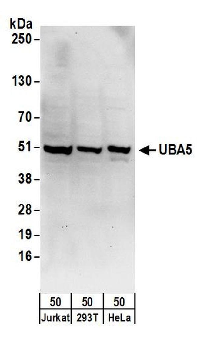 UBA5 Antibody in Western Blot (WB)