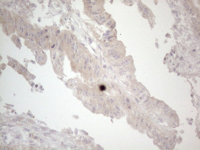 UBA52 Antibody in Immunohistochemistry (Paraffin) (IHC (P))