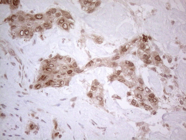 UBA52 Antibody in Immunohistochemistry (Paraffin) (IHC (P))