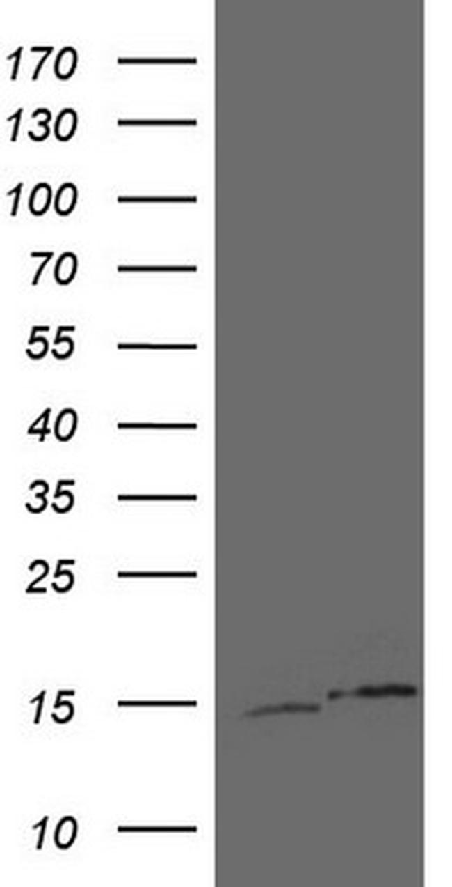 UBA52 Antibody in Western Blot (WB)