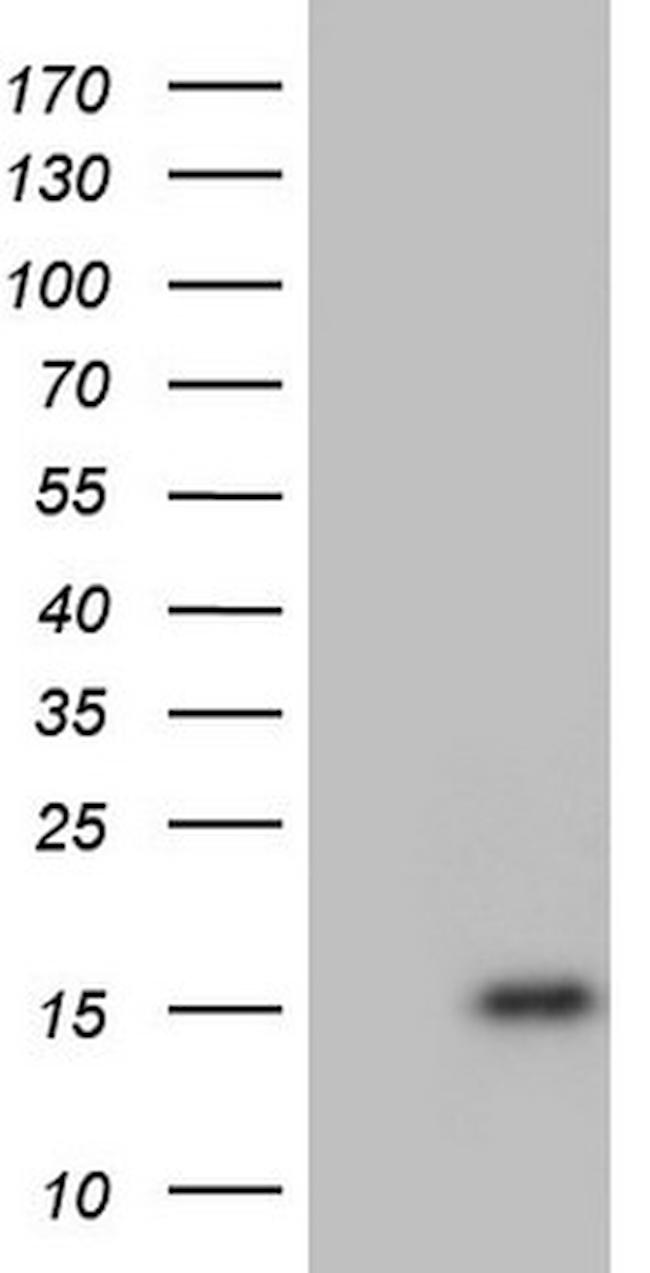 UBA52 Antibody in Western Blot (WB)