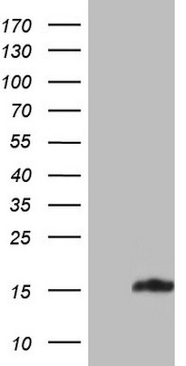 UBA52 Antibody in Western Blot (WB)