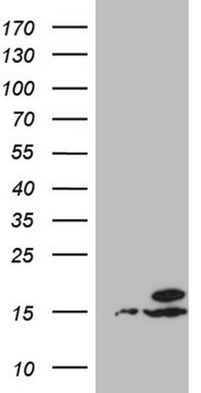 UBA52 Antibody in Western Blot (WB)