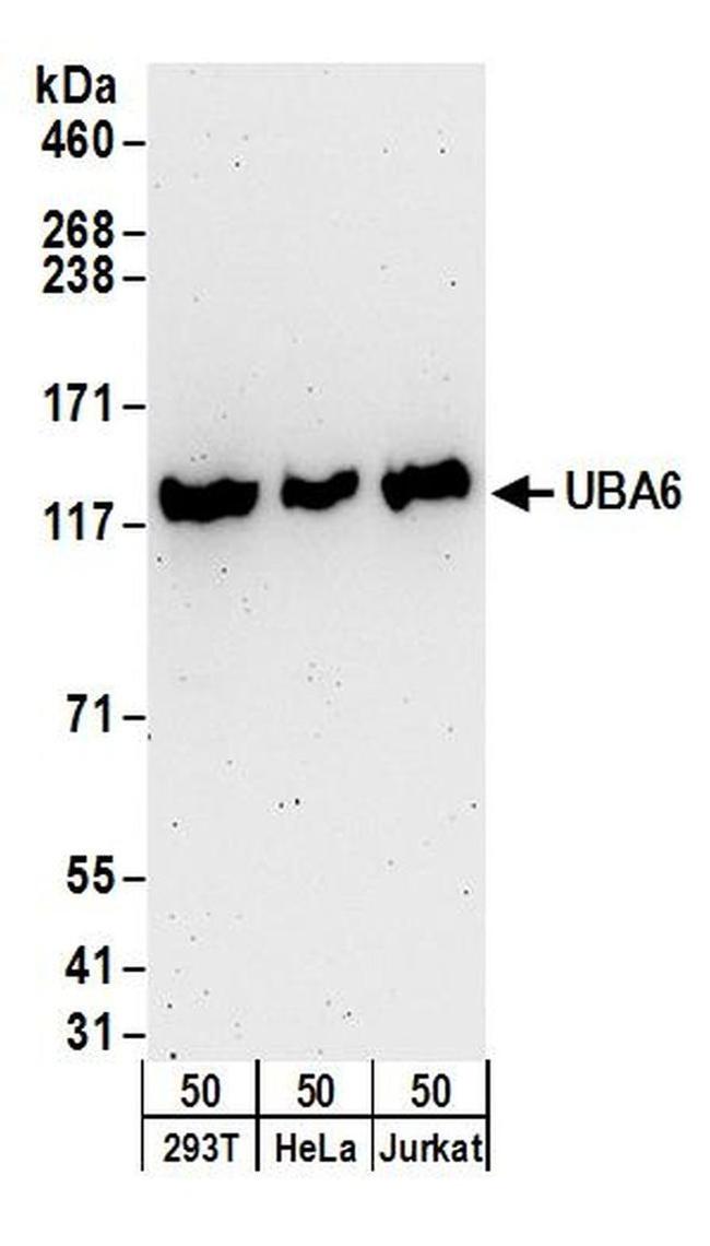 UBA6 Antibody in Western Blot (WB)