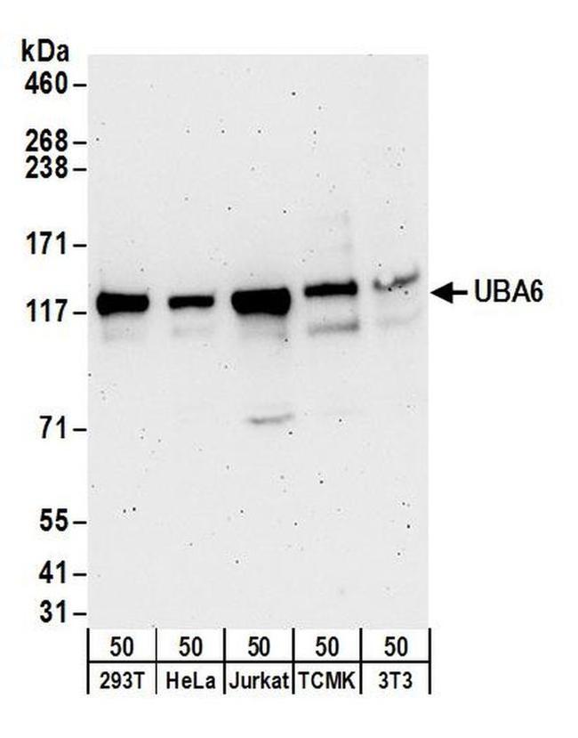 UBA6 Antibody in Western Blot (WB)